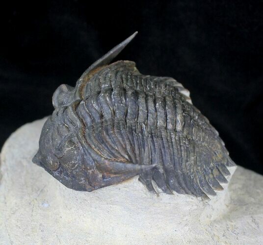 Rare Minicryphaeus Giganteus Trilobite - #20744